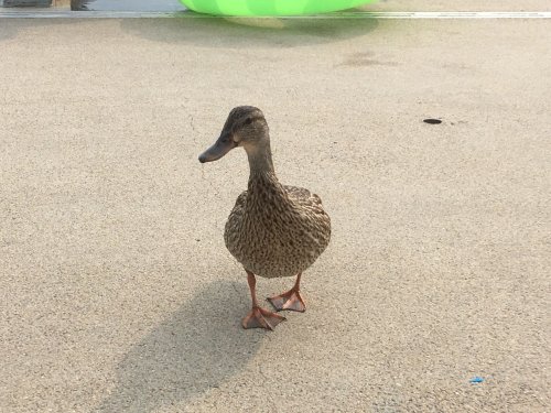 duck on dock